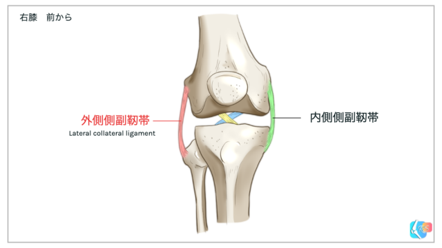 外側側副靭帯　右膝